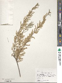 Tamarix parviflora image