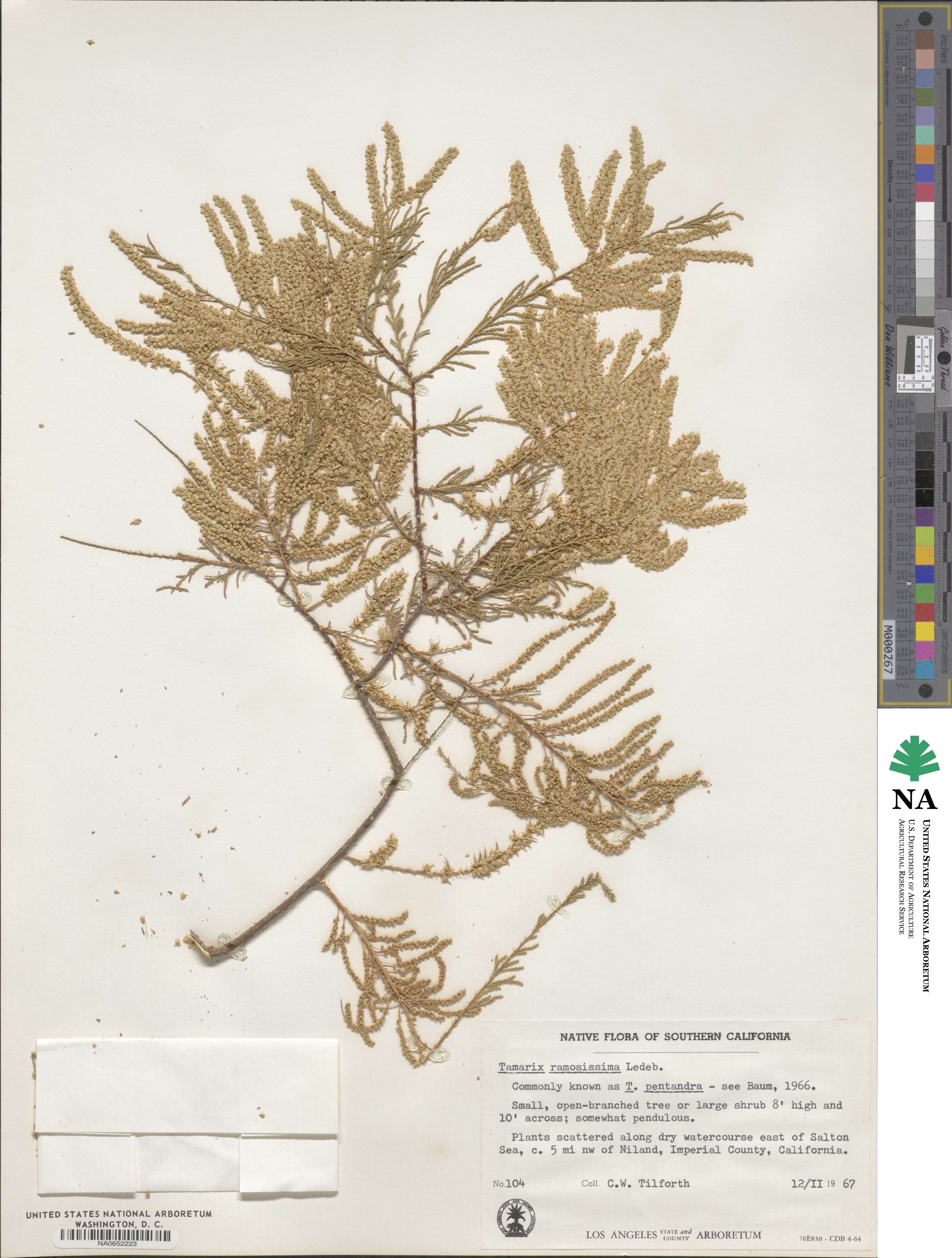 Tamarix image