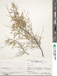 Tamarix chinensis image