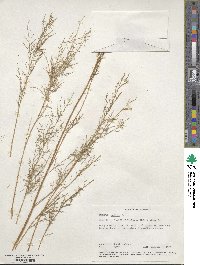 Tamarix gallica image