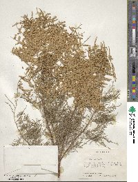 Tamarix gallica image