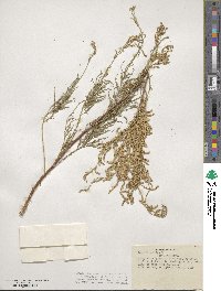 Tamarix gallica image