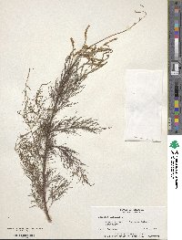 Tamarix gallica image