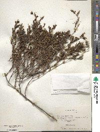 Frankenia chilensis image