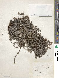 Frankenia chilensis image