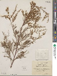 Tamarix gallica image