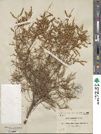 Tamarix gallica image