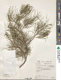 Image of Tamarix usneoides