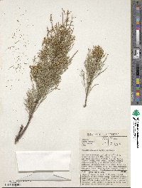 Tamarix usneoides image