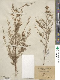 Tamarix gallica image