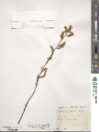 Tamarix gallica image