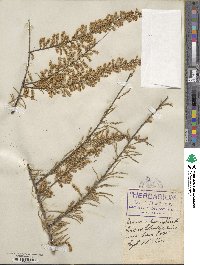 Tamarix parviflora image