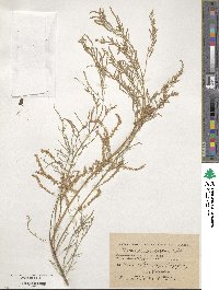 Tamarix ramosissima image