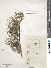 Tamarix chinensis image