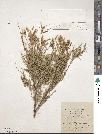 Tamarix gallica image