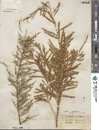 Tamarix gallica image