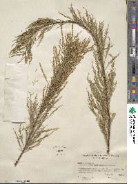 Tamarix gallica image