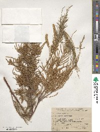 Tamarix gallica image