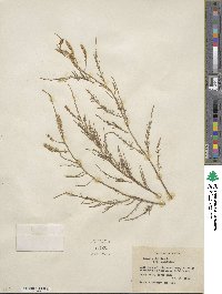 Tamarix gallica image