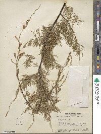 Tamarix gallica image