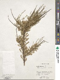 Tamarix ramosissima image