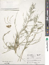 Tamarix ramosissima image