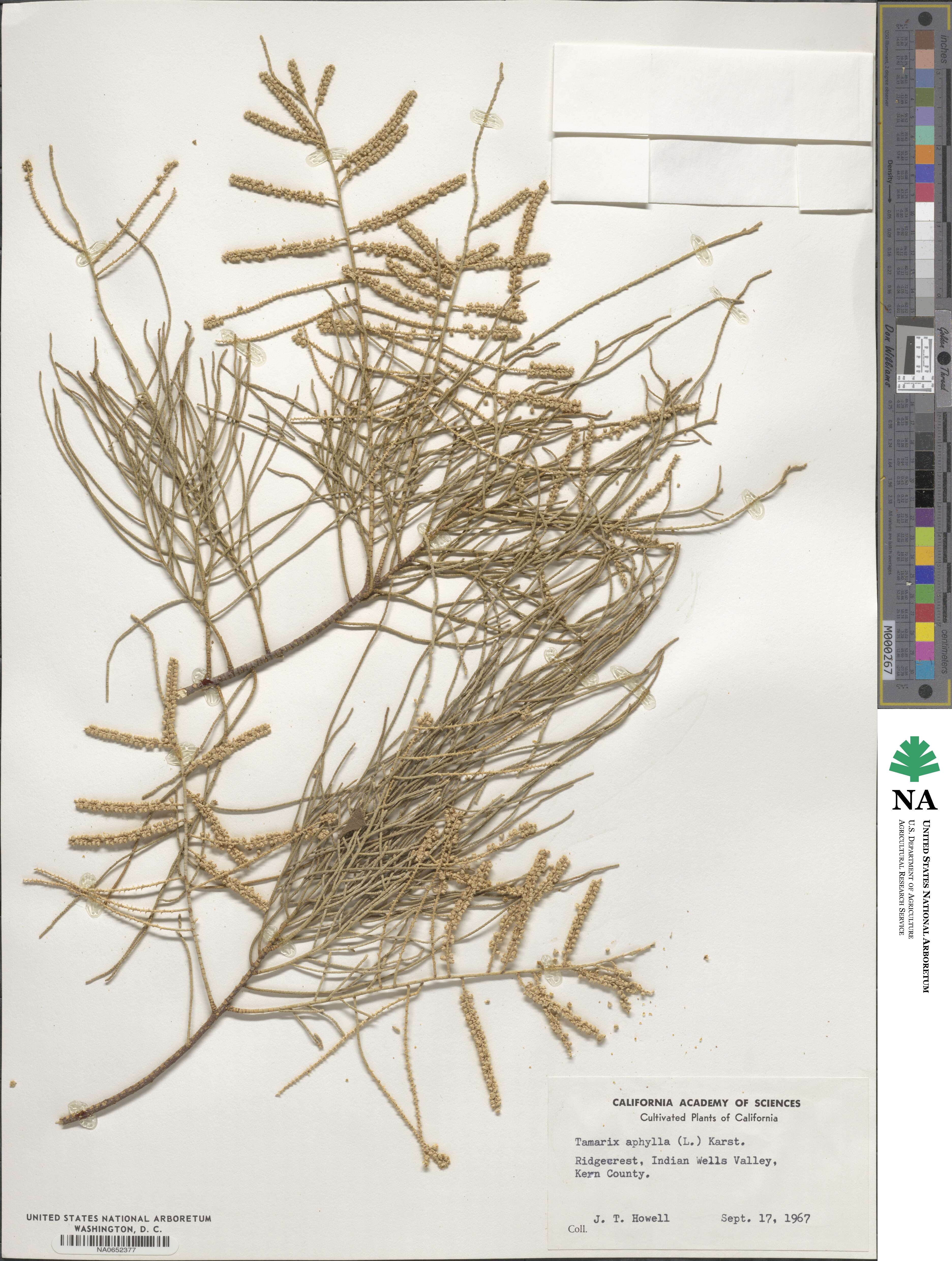 Tamarix aphylla image