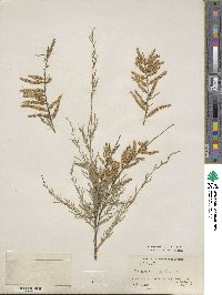 Tamarix chinensis image