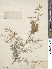 Tamarix chinensis image