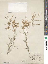 Tamarix chinensis image