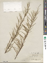 Tamarix chinensis image