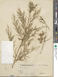 Tamarix chinensis image