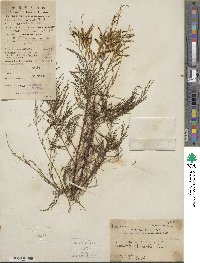 Tamarix chinensis image