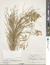 Tamarix chinensis image