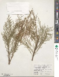 Tamarix chinensis image