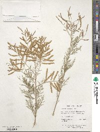 Tamarix chinensis image