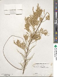 Tamarix chinensis image