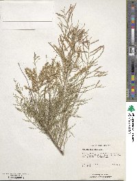 Tamarix chinensis image