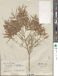 Tamarix chinensis image