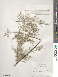 Tamarix gallica image