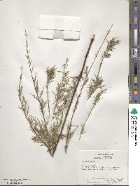 Tamarix gallica image