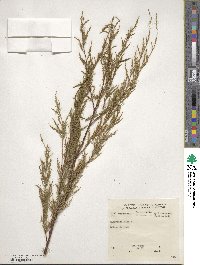 Tamarix gallica image