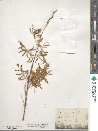 Tamarix gallica image