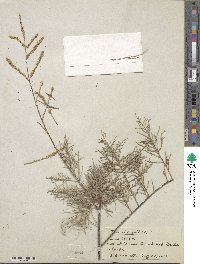 Tamarix gallica image