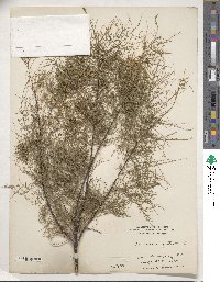 Tamarix gallica image