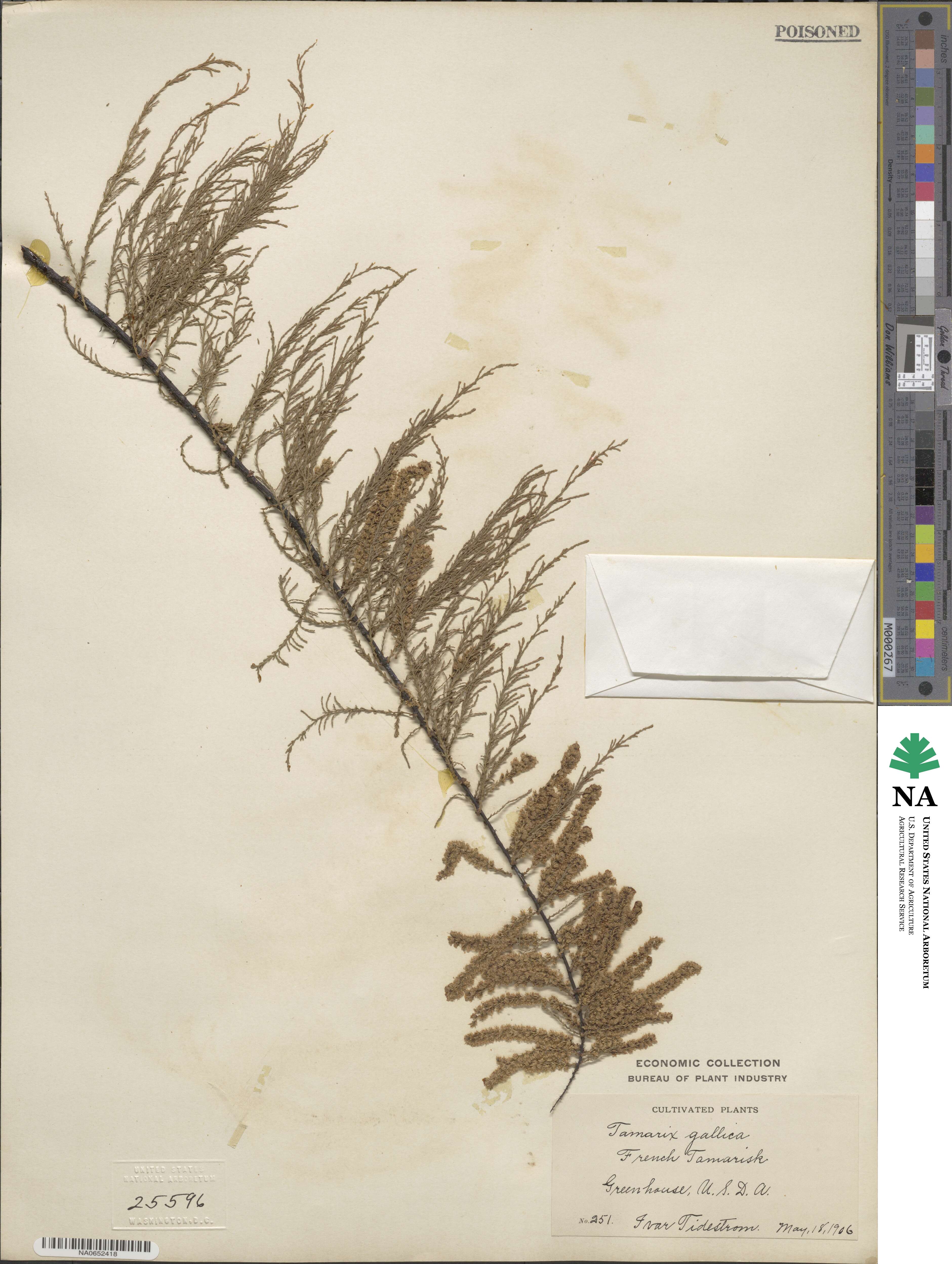 Tamarix gallica image