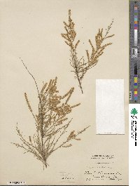 Tamarix ramosissima image