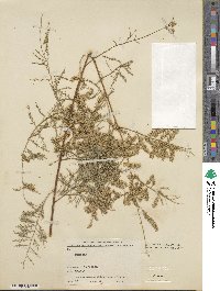 Tamarix ramosissima image