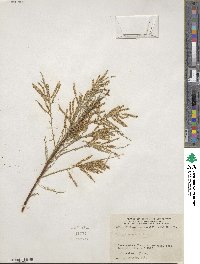 Tamarix ramosissima image