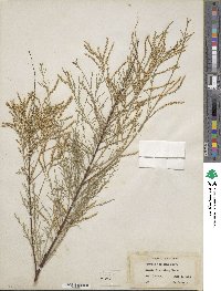 Tamarix ramosissima image